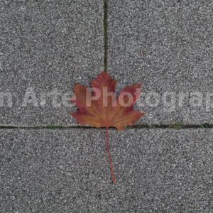 Minimalist autumn leaf at a concrete pavement cross intersection fine art digital download by Bon Arte Photography