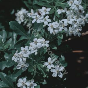 dark botanical art white blossoms deep shadows nikon 24mp 02