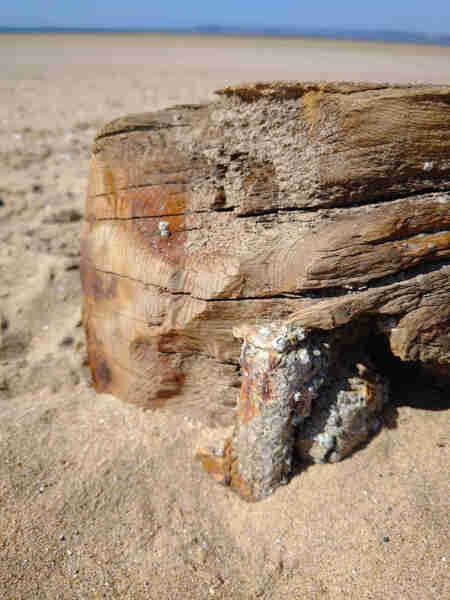 aberavon beach driftwood photogr