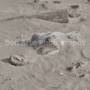 A gritty fiction book cover stock photo featuring weathered beach driftwood shaped like a crocodile head in the sand for thriller design by Bon Arte Photography.