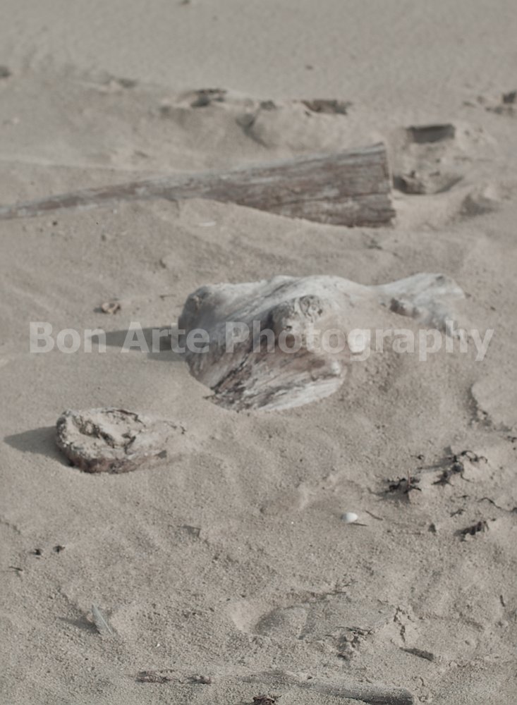 abstract crocodile book cover stock bon arte photography A gritty fiction book cover stock photo featuring weathered beach driftwood shaped like a crocodile head in the sand for thriller design by Bon Arte Photography.