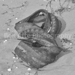 A black and white fine art photograph of a weathered piece of twisted metal shaped like the number eight on the textured sand of Aberavon Beach.