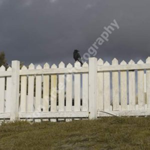A lone black crow perched on top of a weathered white picket wooden fence under an ominous dark stormy grey sky for gothic horror novel book cover photography by Bon Arte Photography.