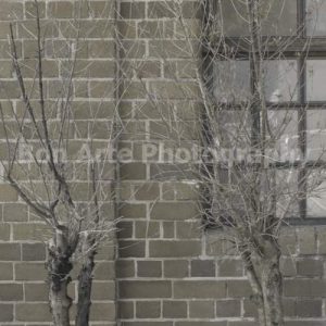 A close-up texture photo of a dark brick building wall, a vintage multi-pane window glass, and dead bare trees winter branches framing the shot for a thriller book layout.